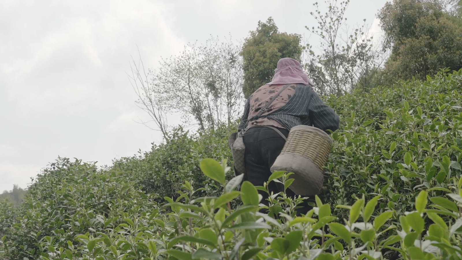 A picker with a basket on her back, working up a slope of tea bushes