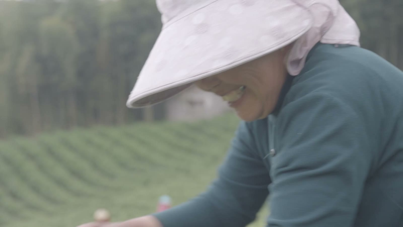 A picker in a pink sun hat working in the tea rows
