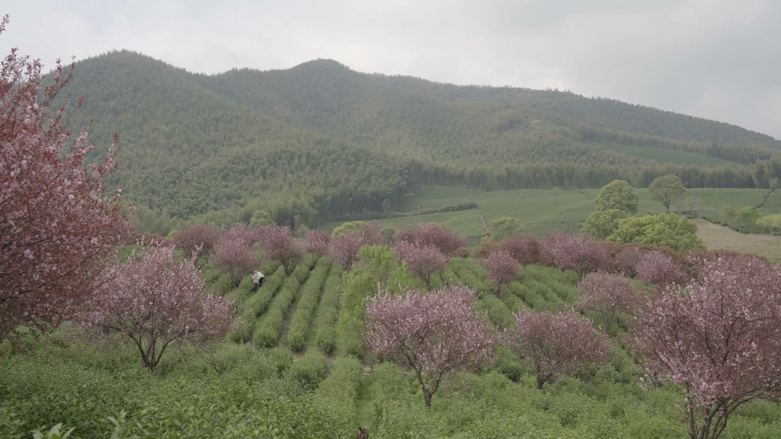 Tea terraces in Yixing in spring, blossom along the lower rows