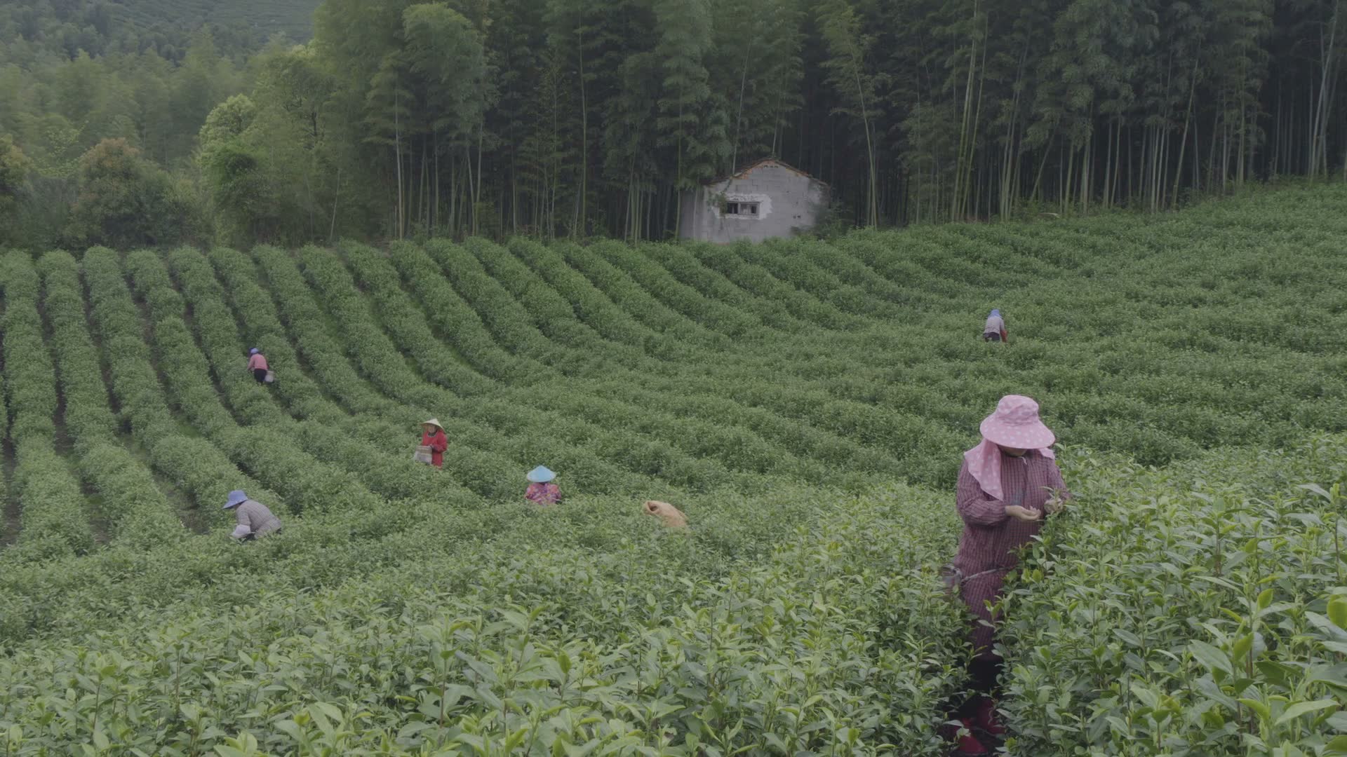 Pickers at work in the rows of tea bushes in Yixing, Jiangsu