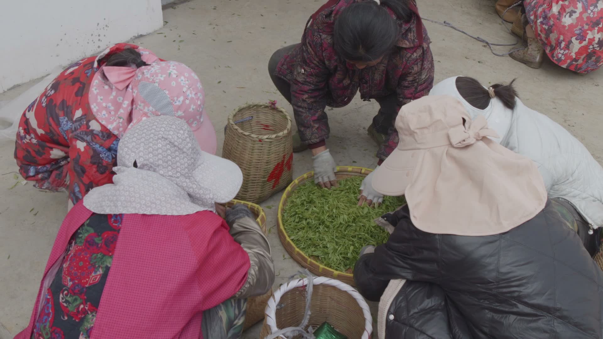 Pickers sorting the morning's leaves from their baskets