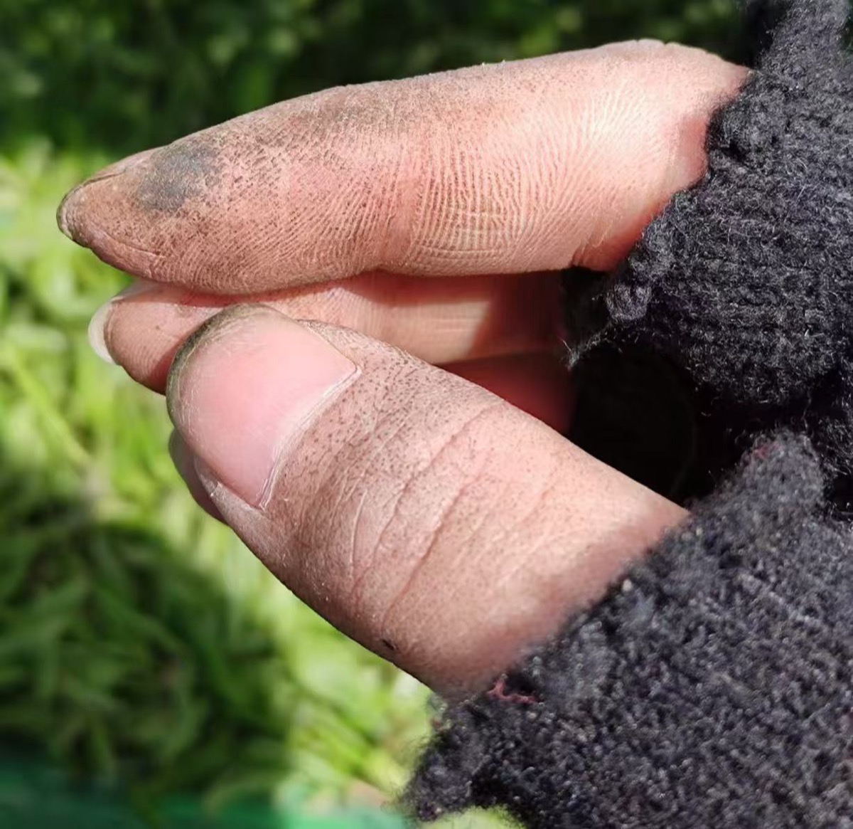 Worn fingertips of a tea picker